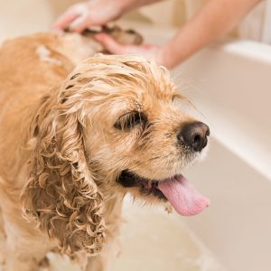 Depositphotos 175776838 L